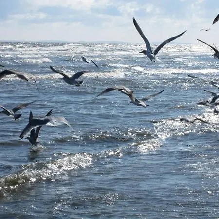 Schute - At Sea *